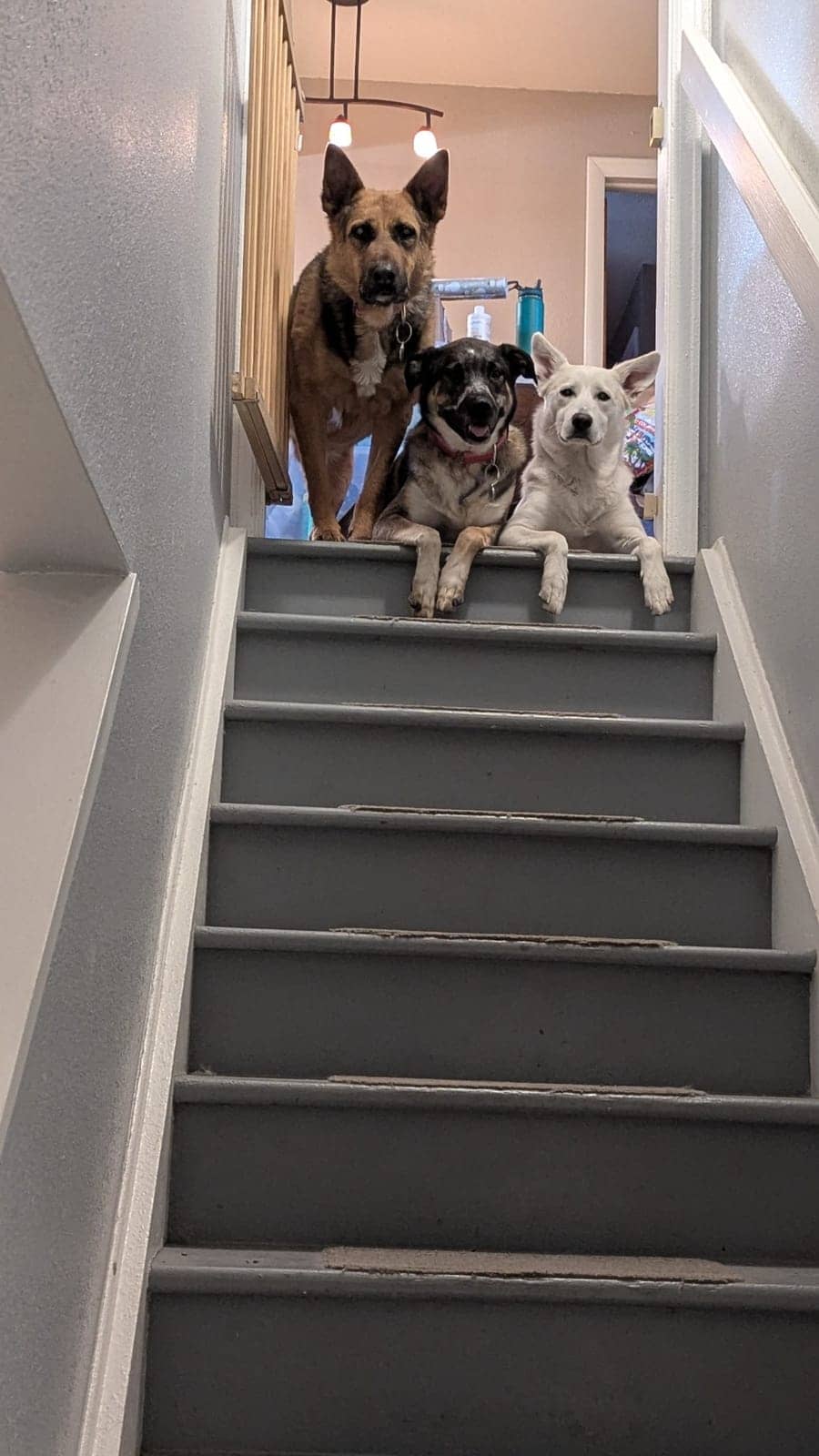A dog in Cal's care