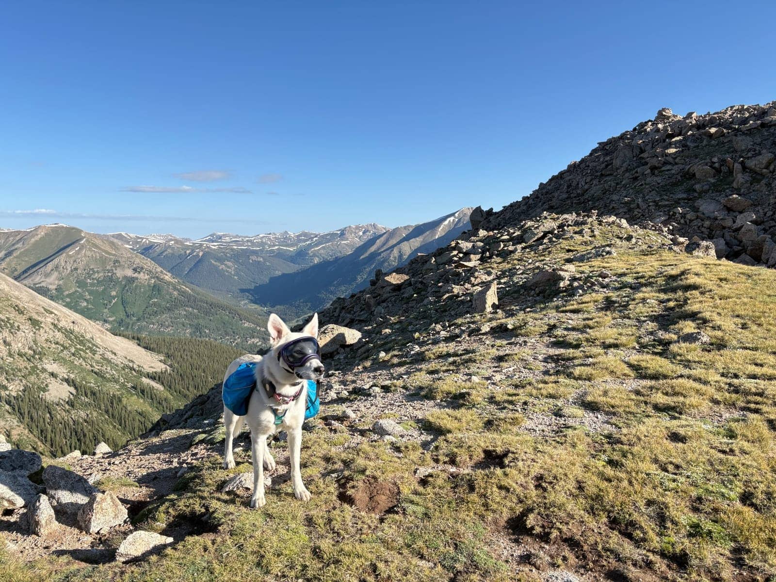 A dog in Cal's care