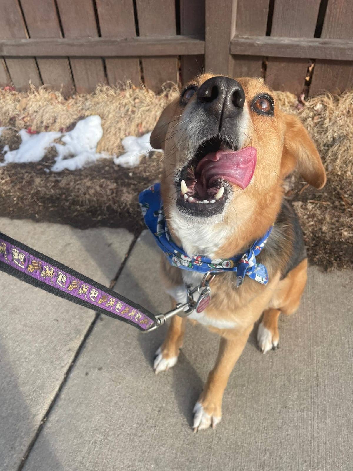 A dog in Cal's care