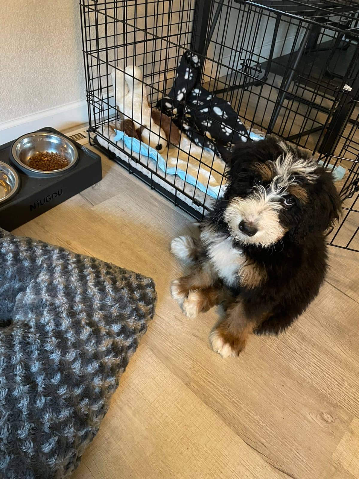 A dog in Cal's care