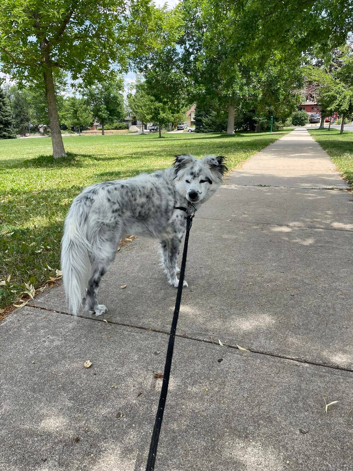 A dog in Cal's care