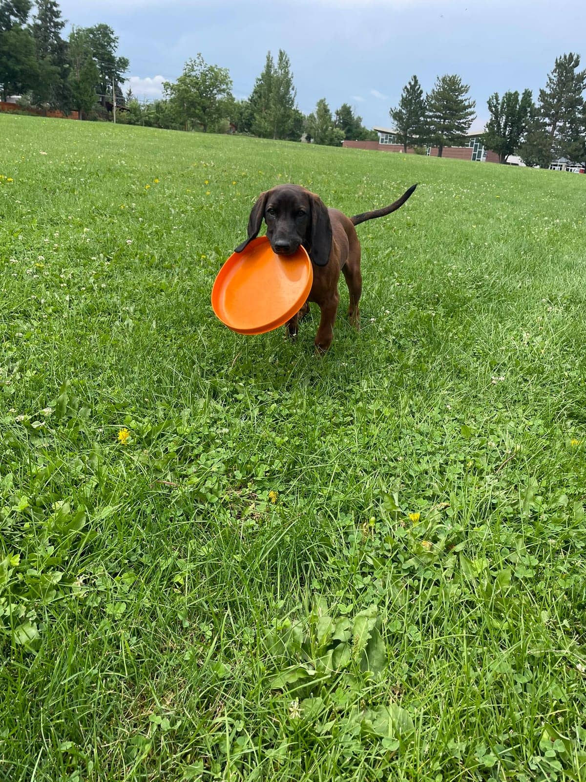 A dog in Cal's care