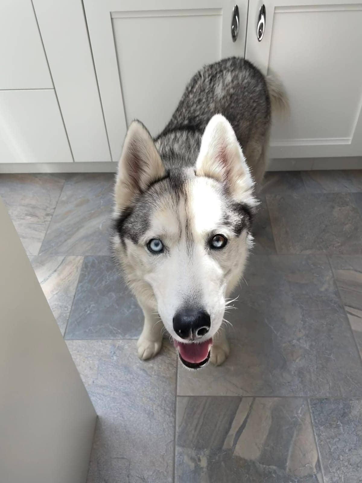 A dog in Cal's care