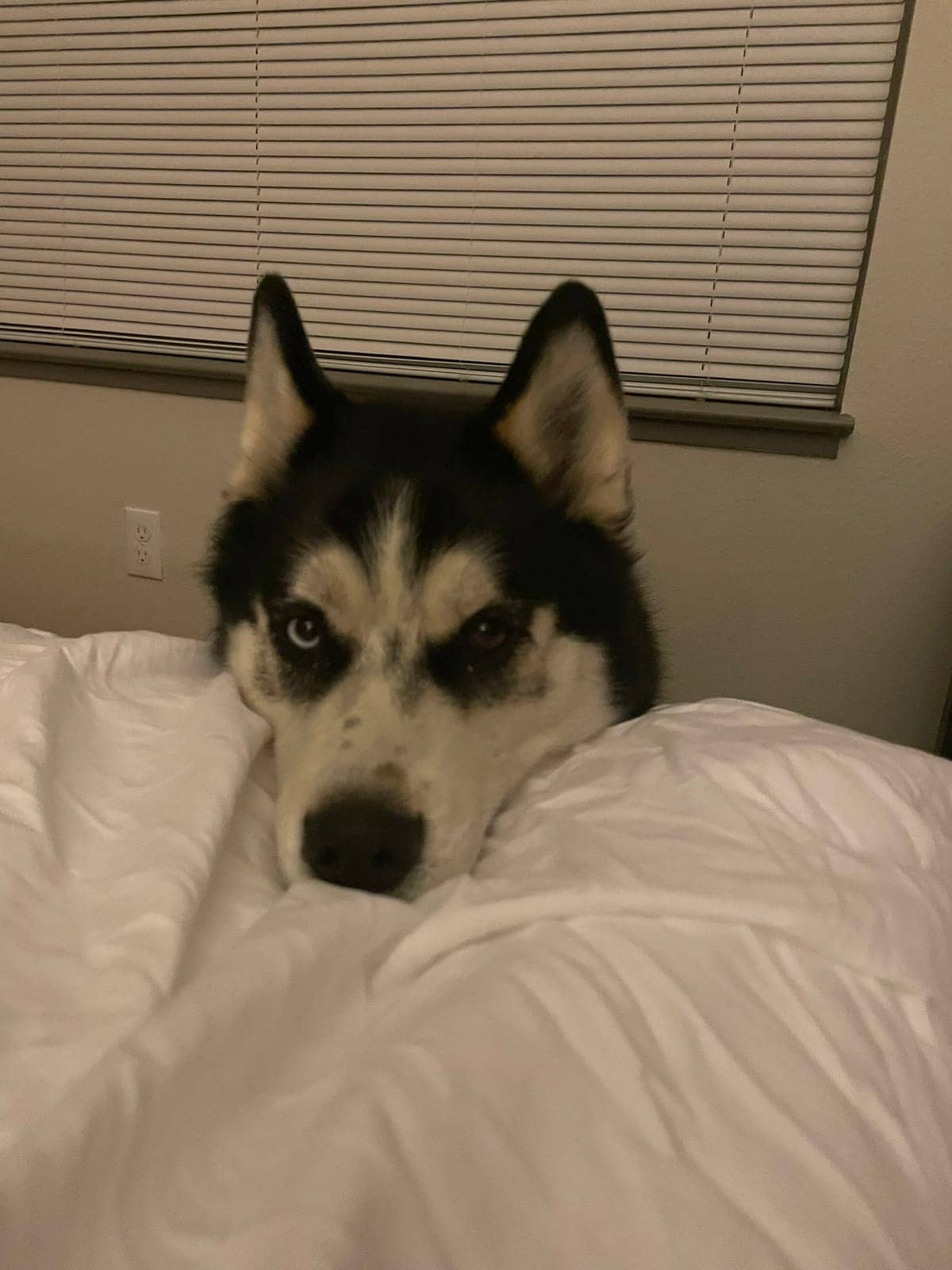 A dog in Cal's care