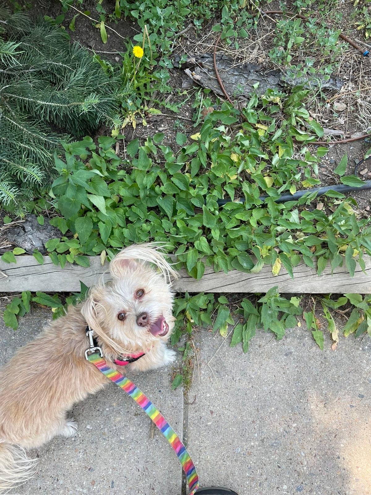 A dog in Cal's care