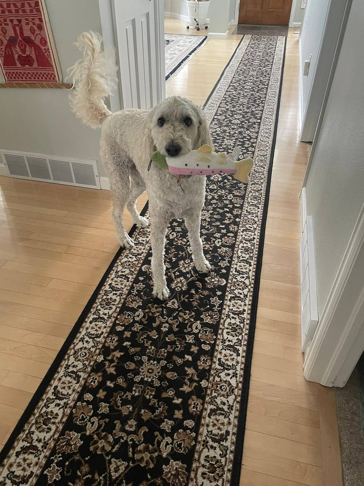 A dog in Cal's care