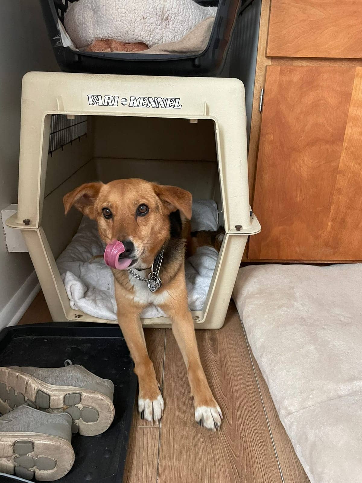A dog in Cal's care