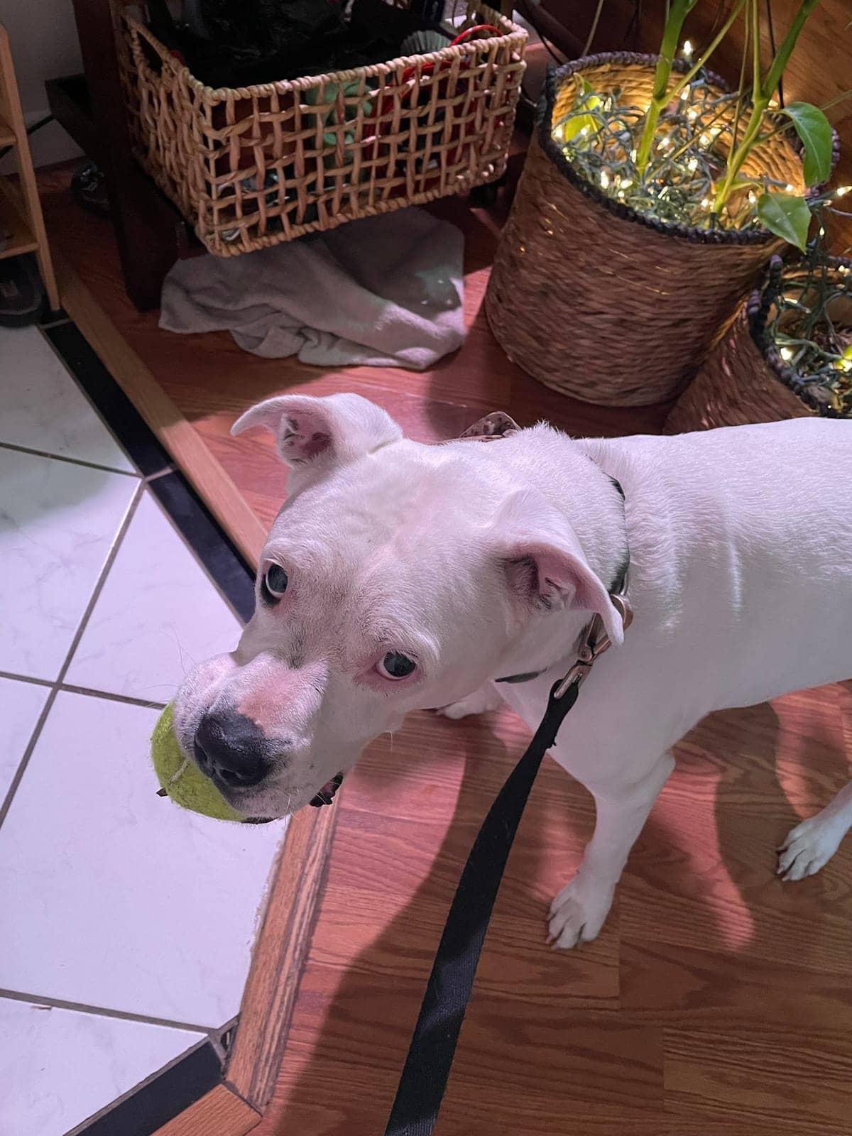 A dog in Cal's care