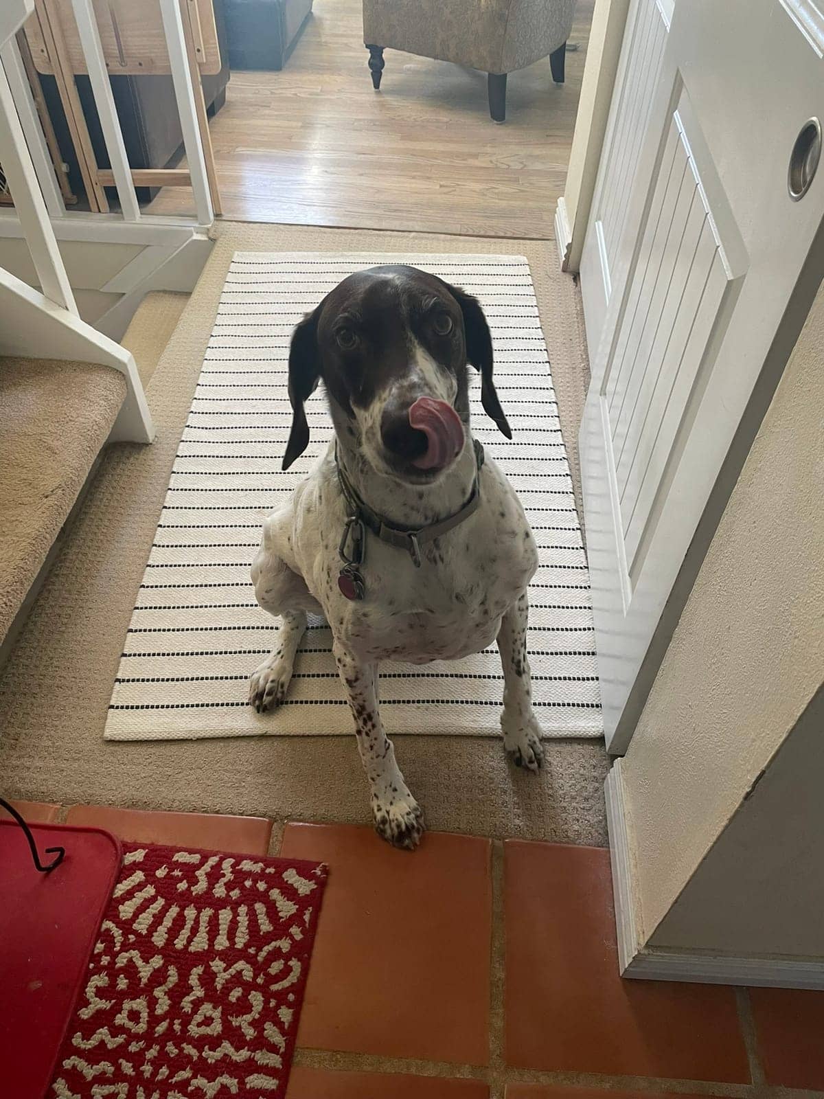 A dog in Cal's care