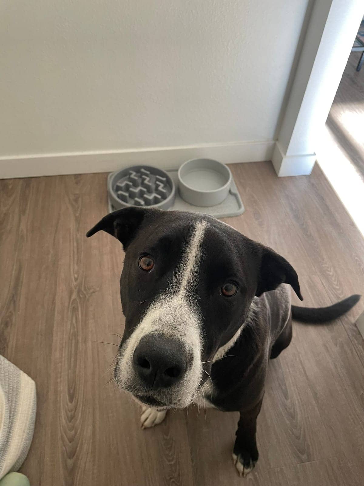 A dog in Cal's care