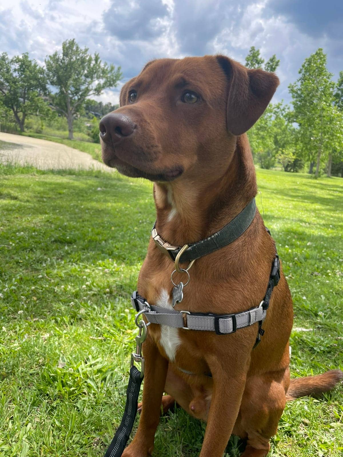 A dog in Cal's care