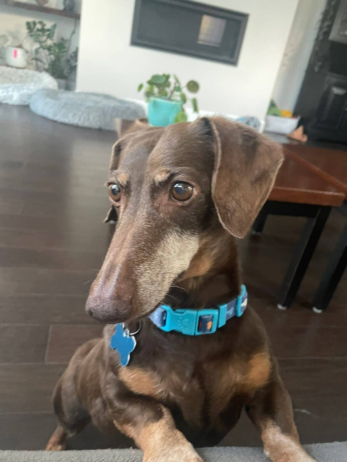 A dog in Cal's care
