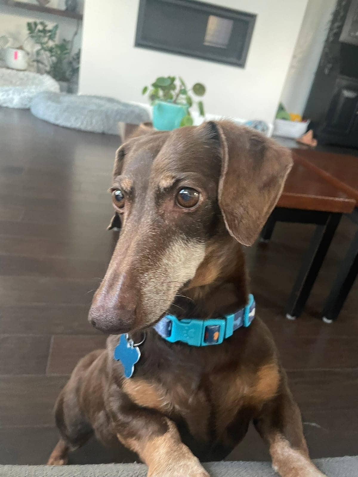 A dog in Cal's care