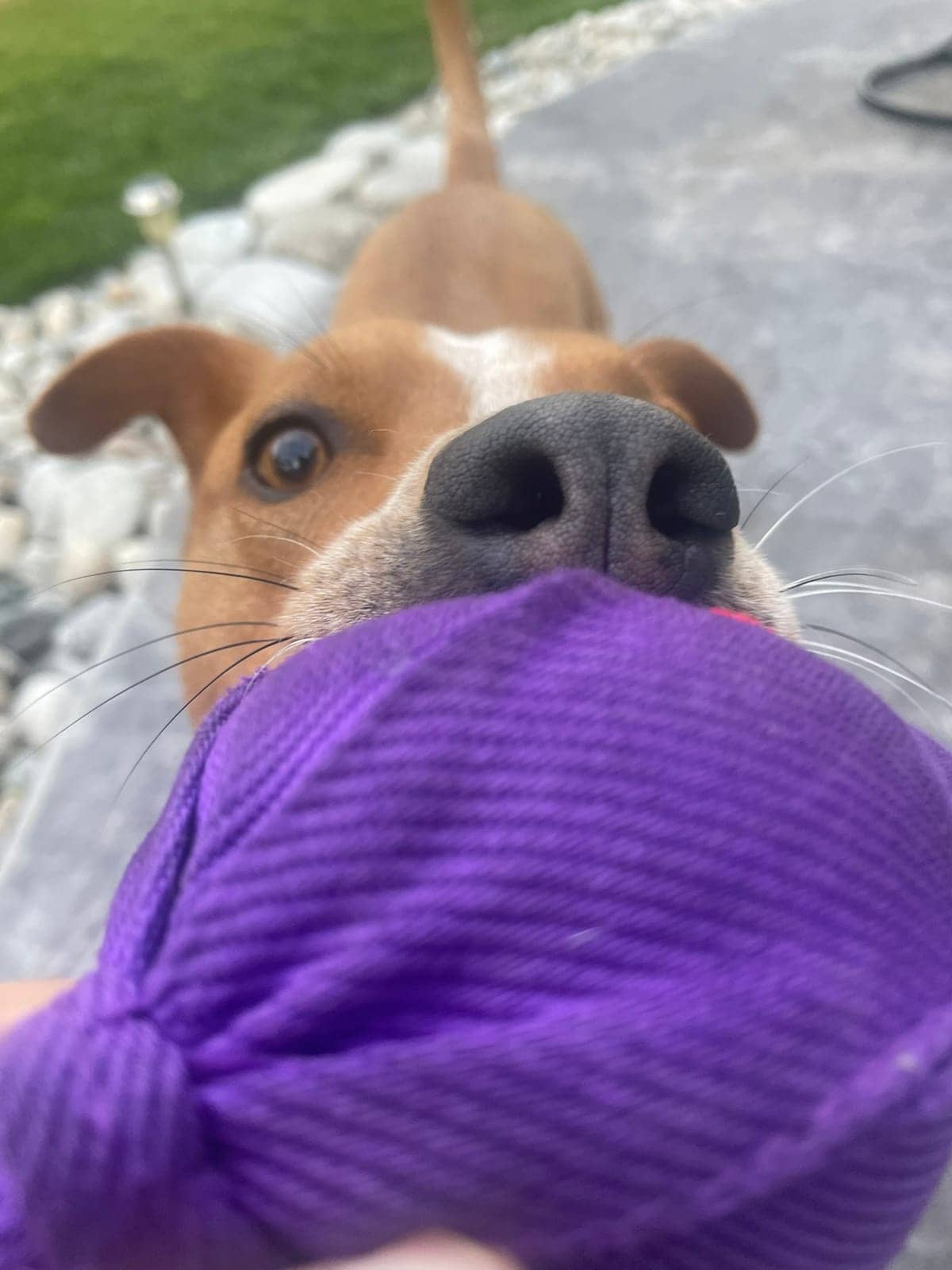 A dog in Cal's care
