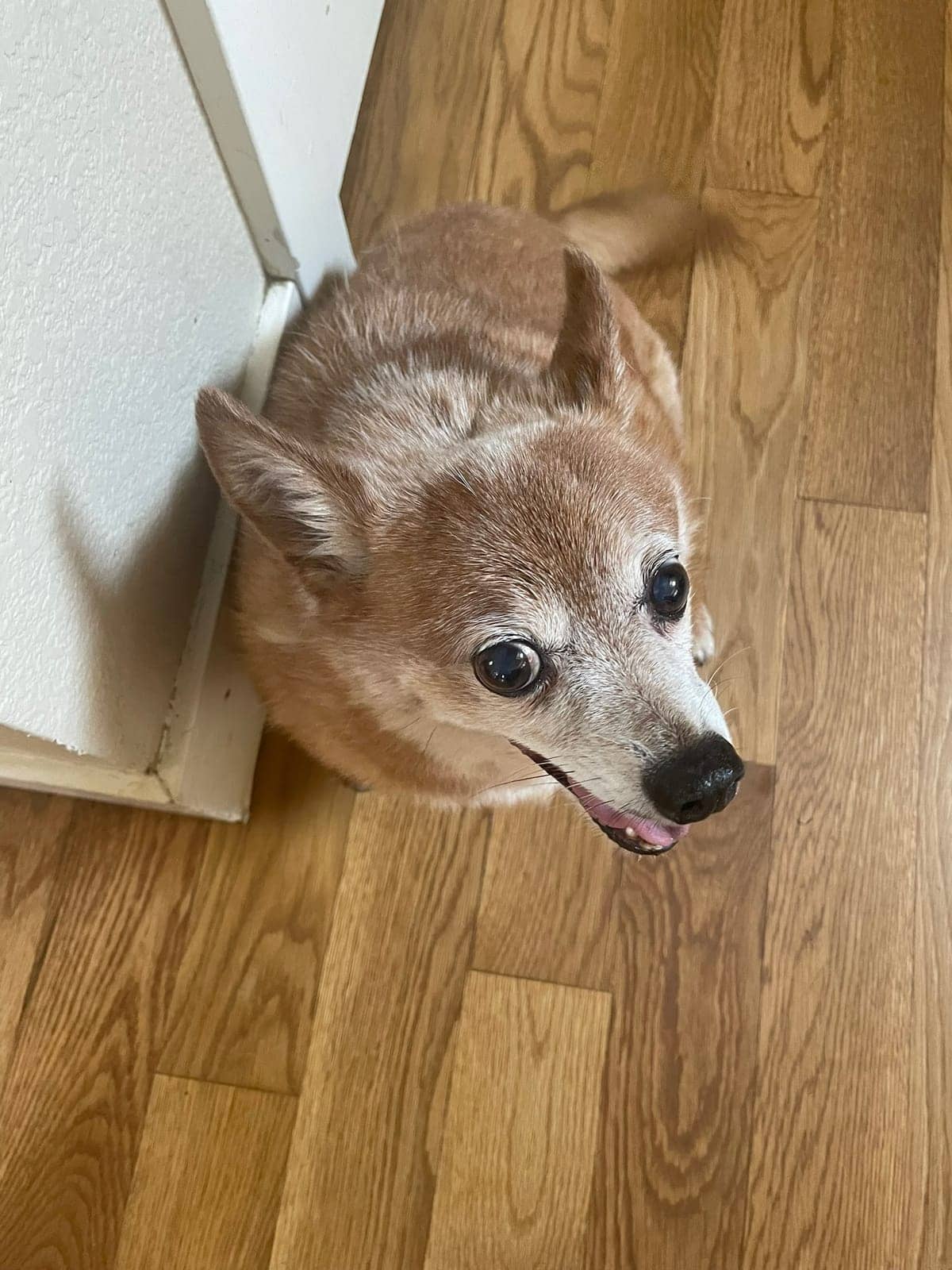 A dog in Cal's care