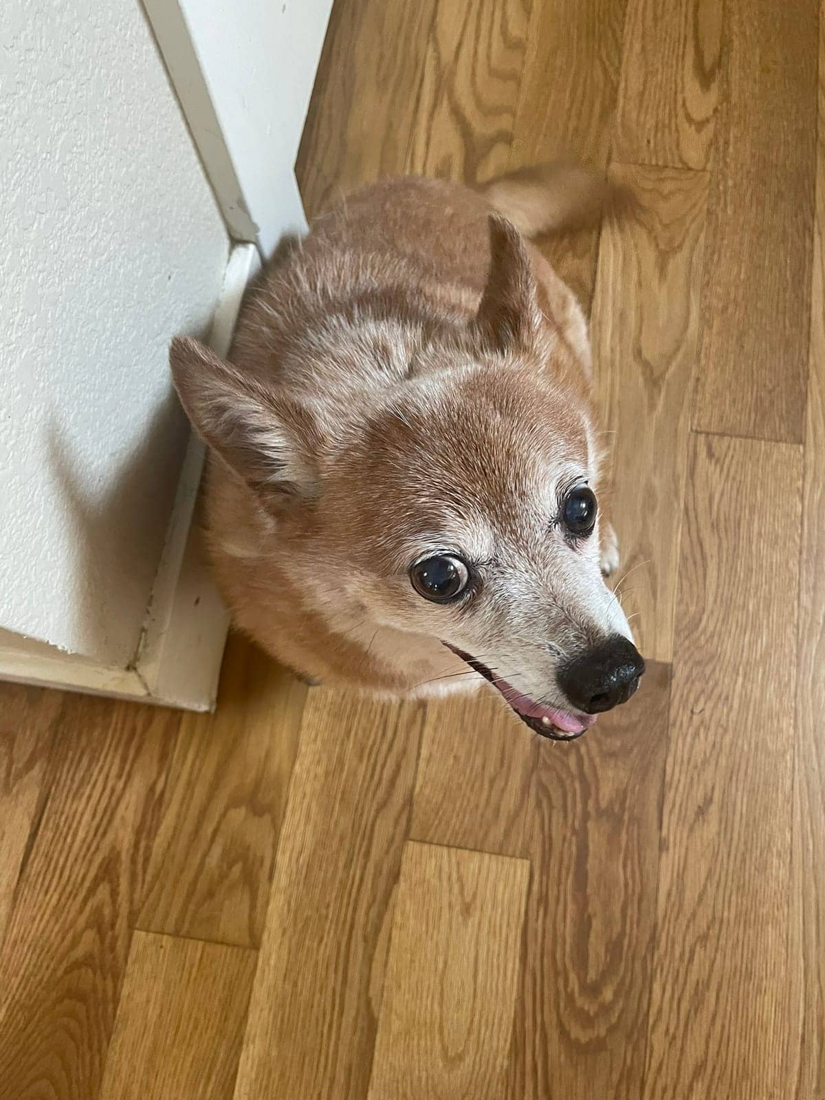 A dog in Cal's care