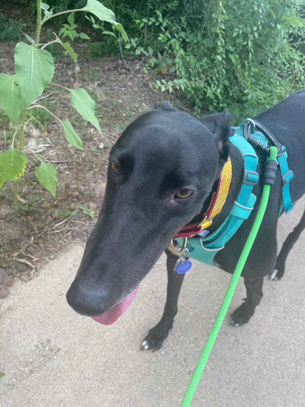 A dog in Cal's care
