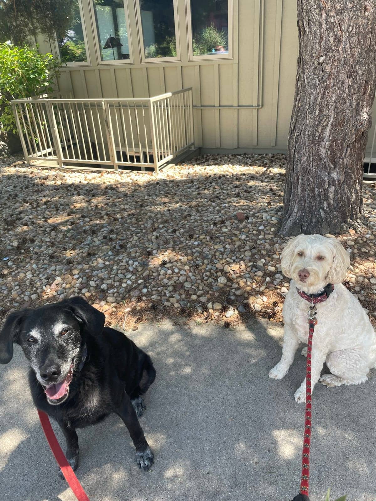 A dog in Cal's care