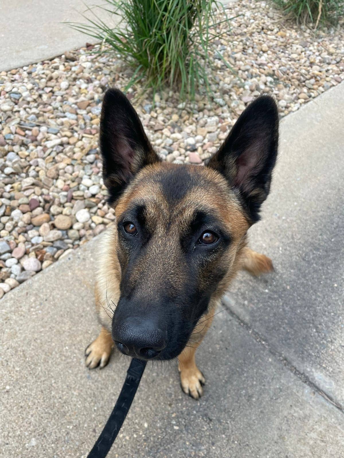 A dog in Cal's care