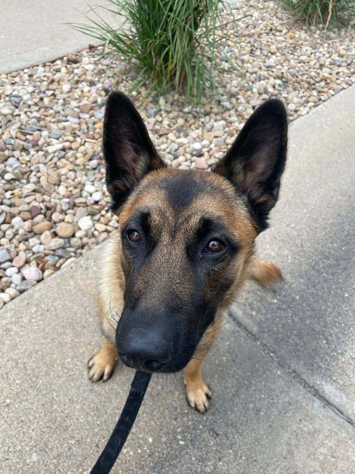 A dog in Cal's care