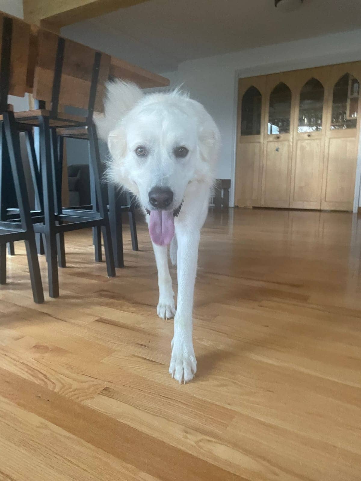 A dog in Cal's care
