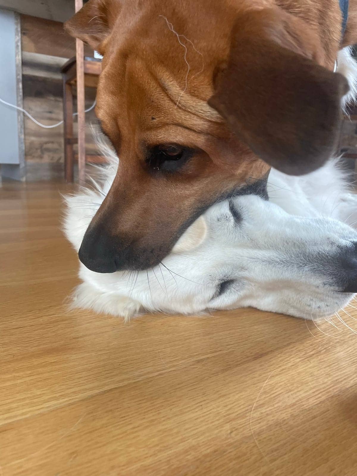 A dog in Cal's care
