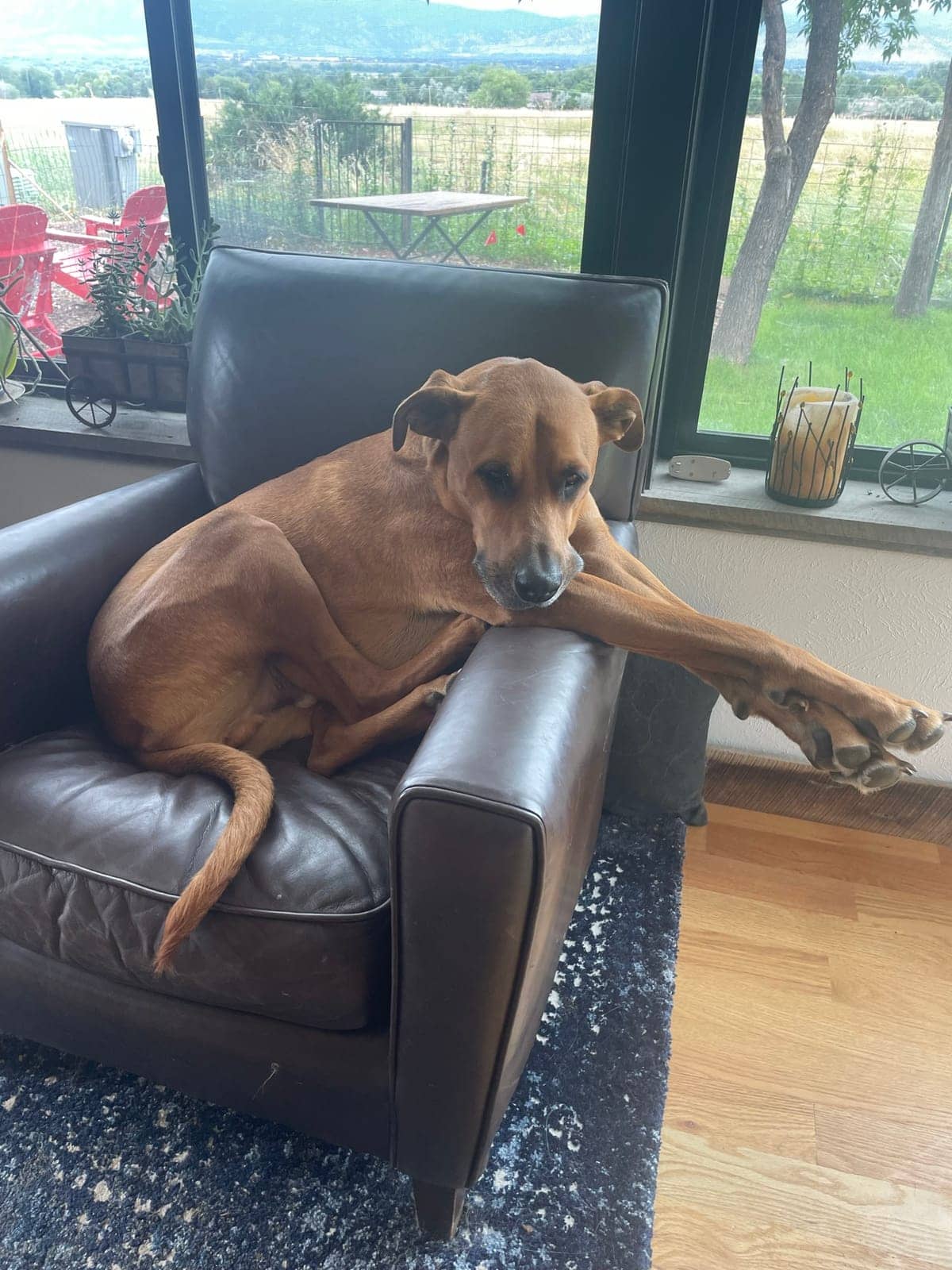 A dog in Cal's care