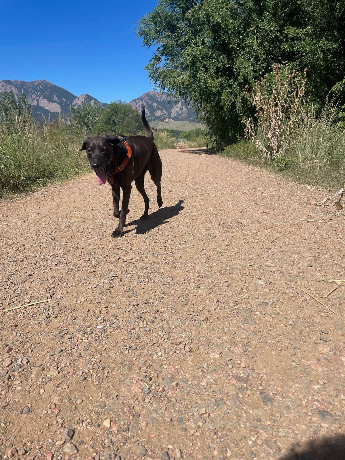 A dog in Cal's care