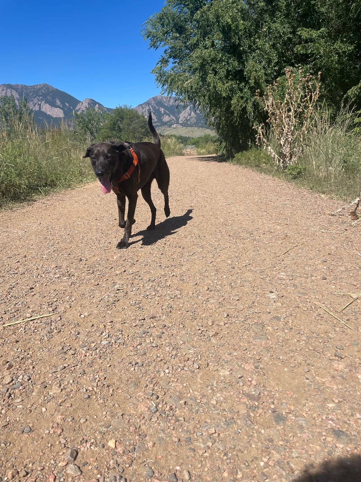 A dog in Cal's care