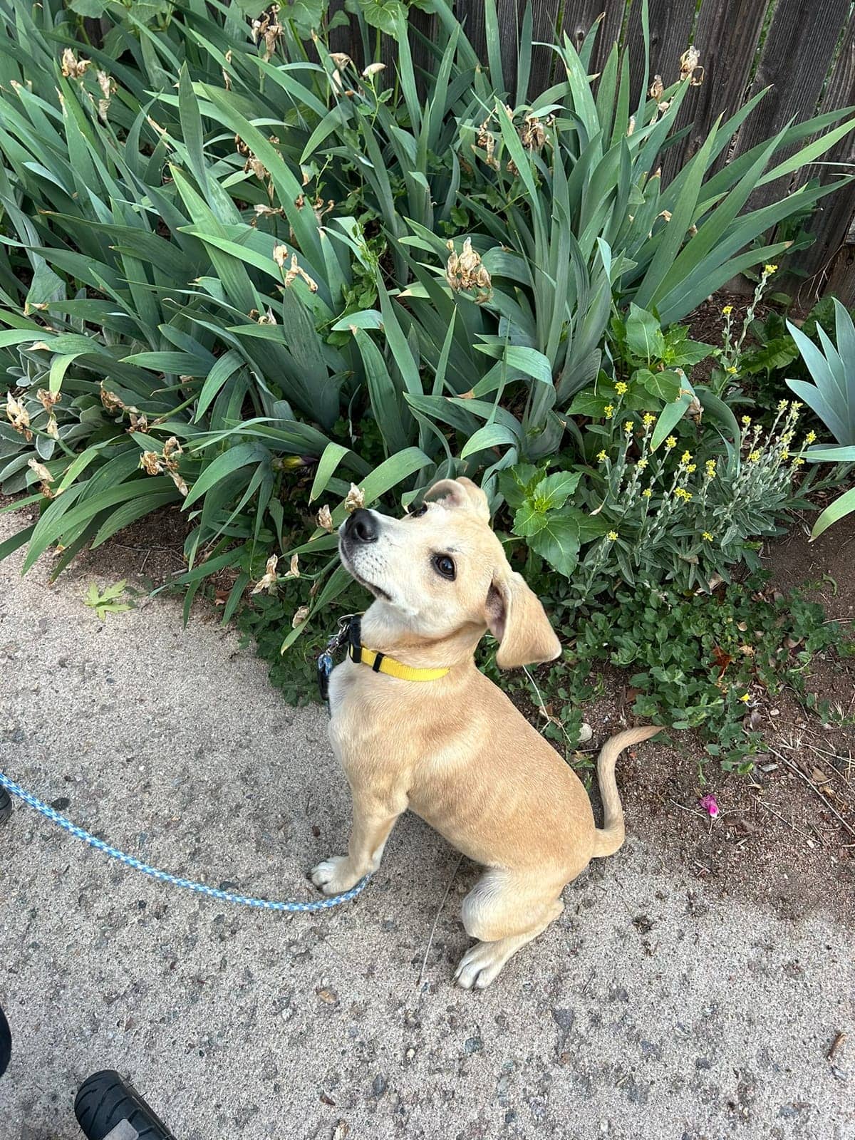 A dog in Cal's care