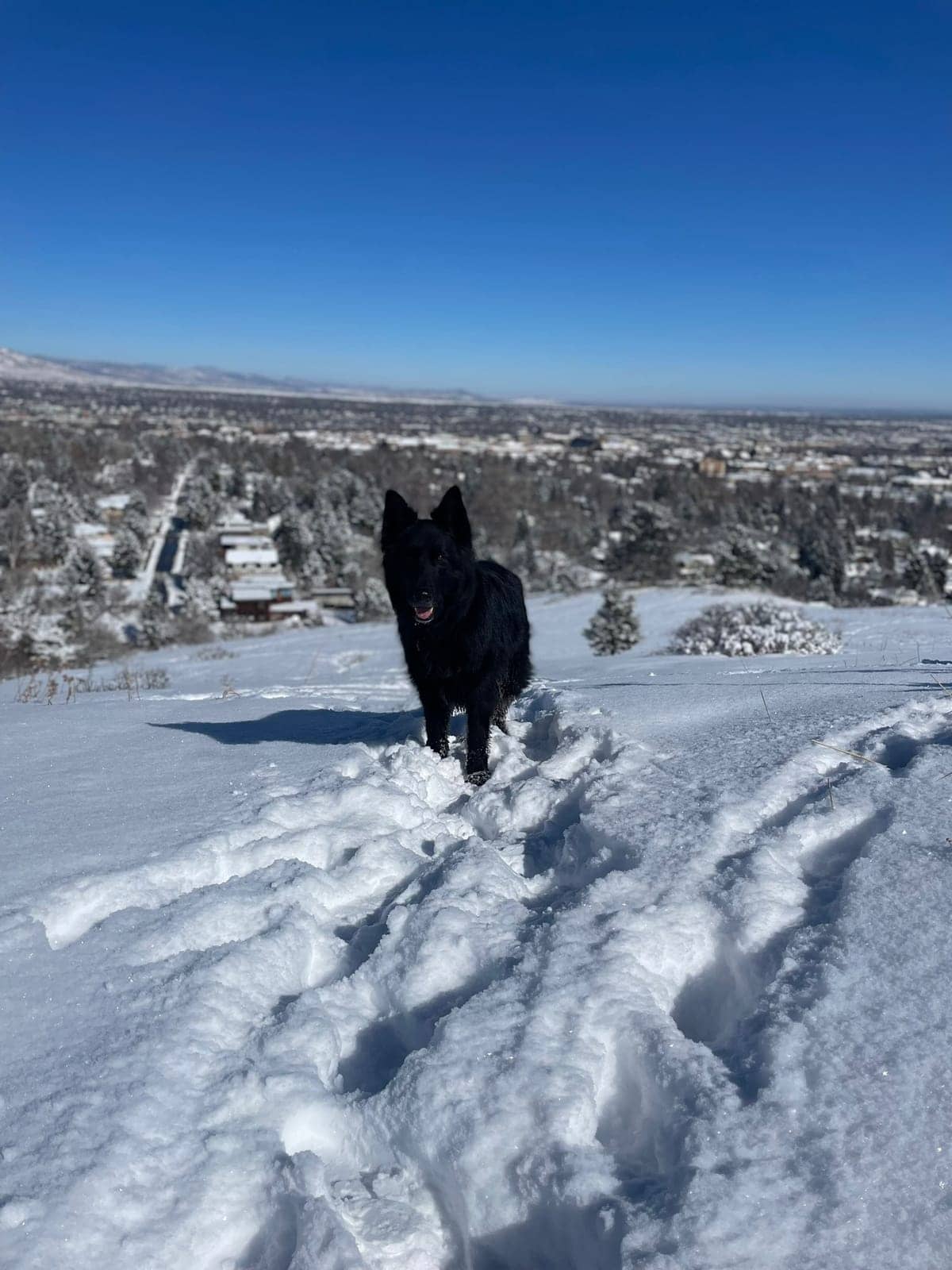A dog in Cal's care