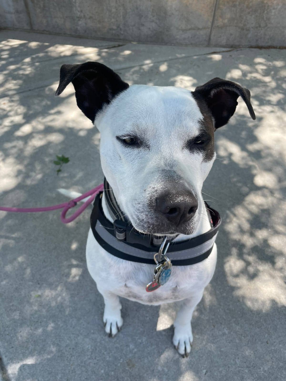 A dog in Cal's care