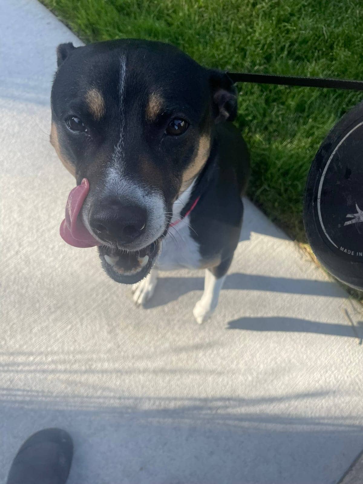 A dog in Cal's care