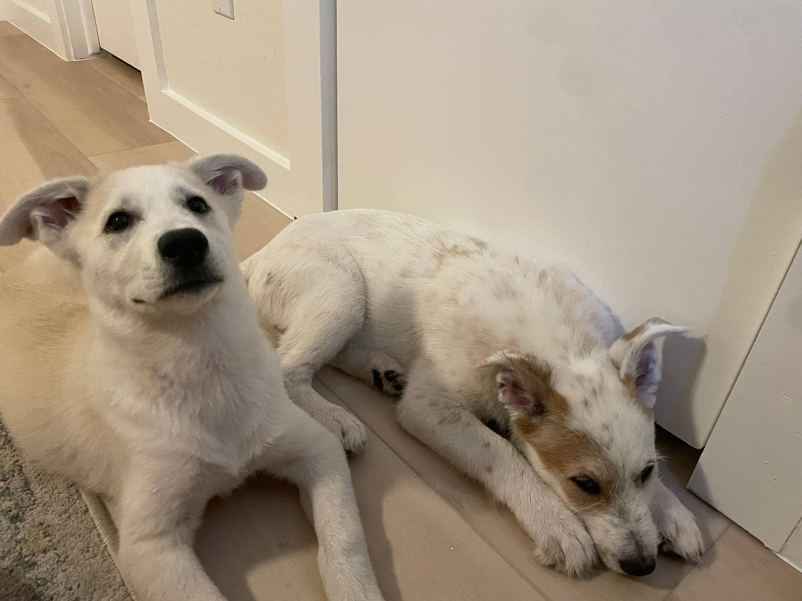 A dog in Cal's care