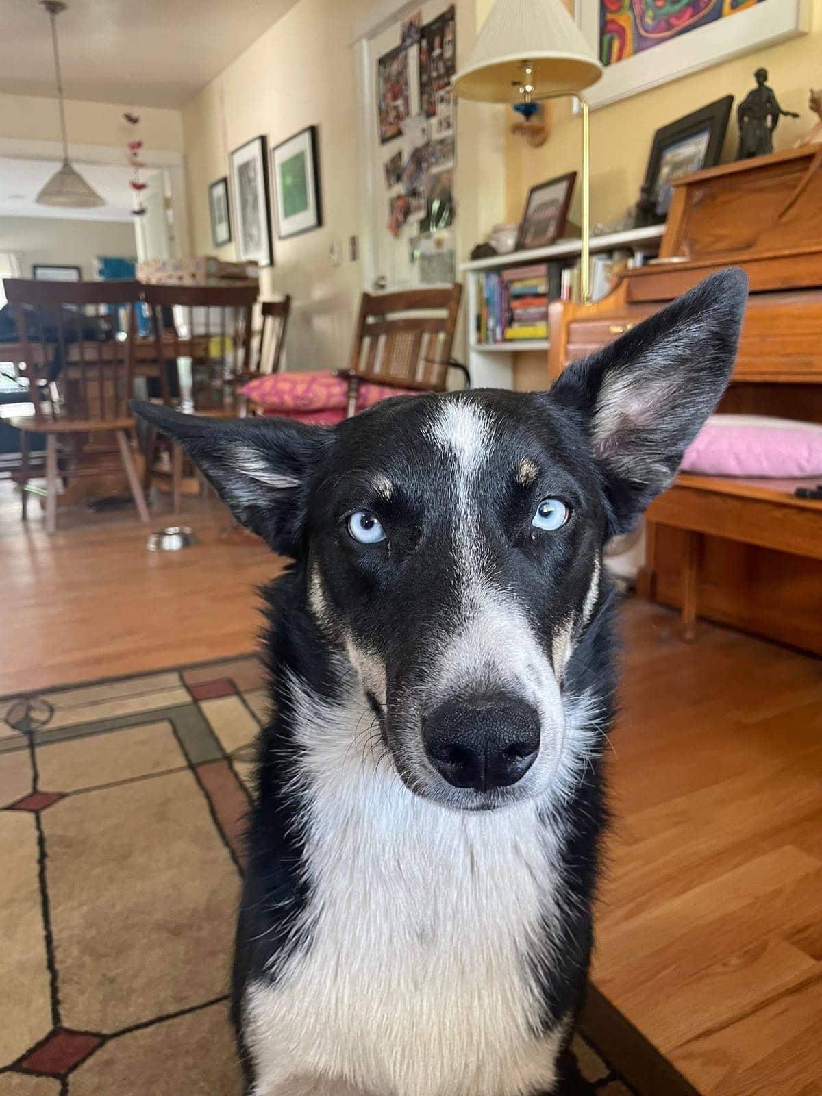 A dog in Cal's care