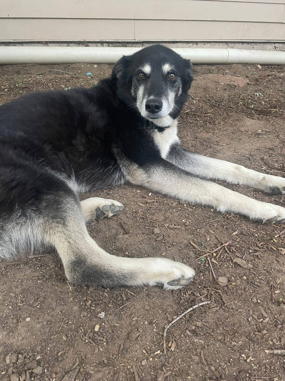 A dog in Cal's care