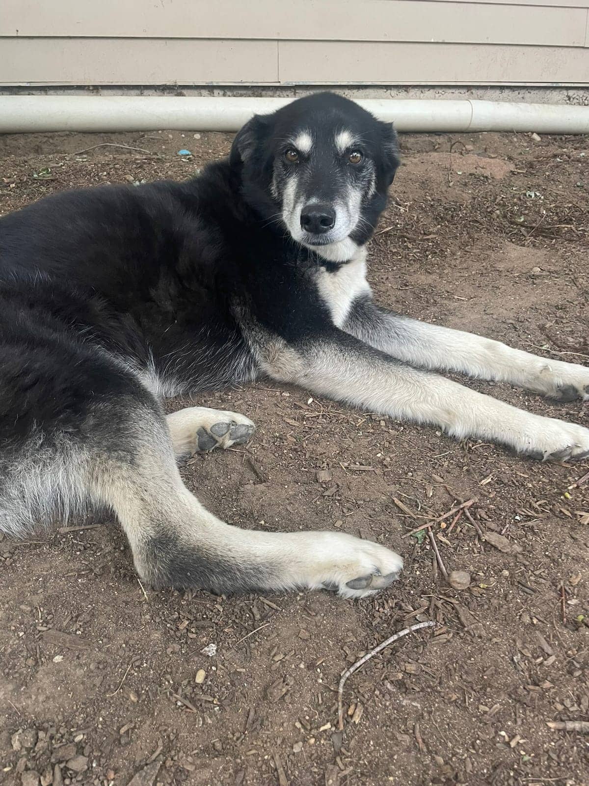 A dog in Cal's care