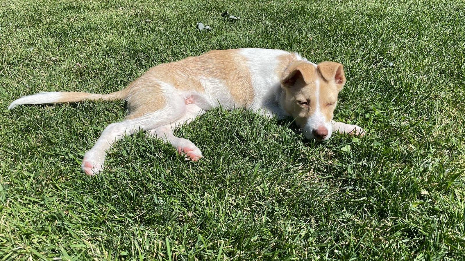 A dog in Cal's care