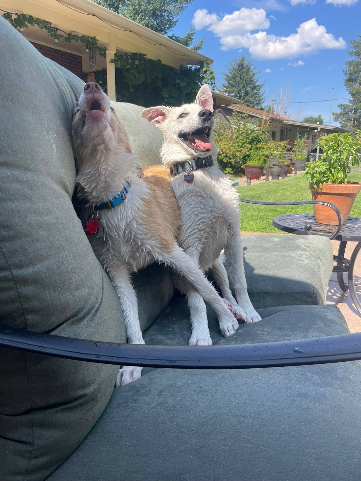 A dog in Cal's care
