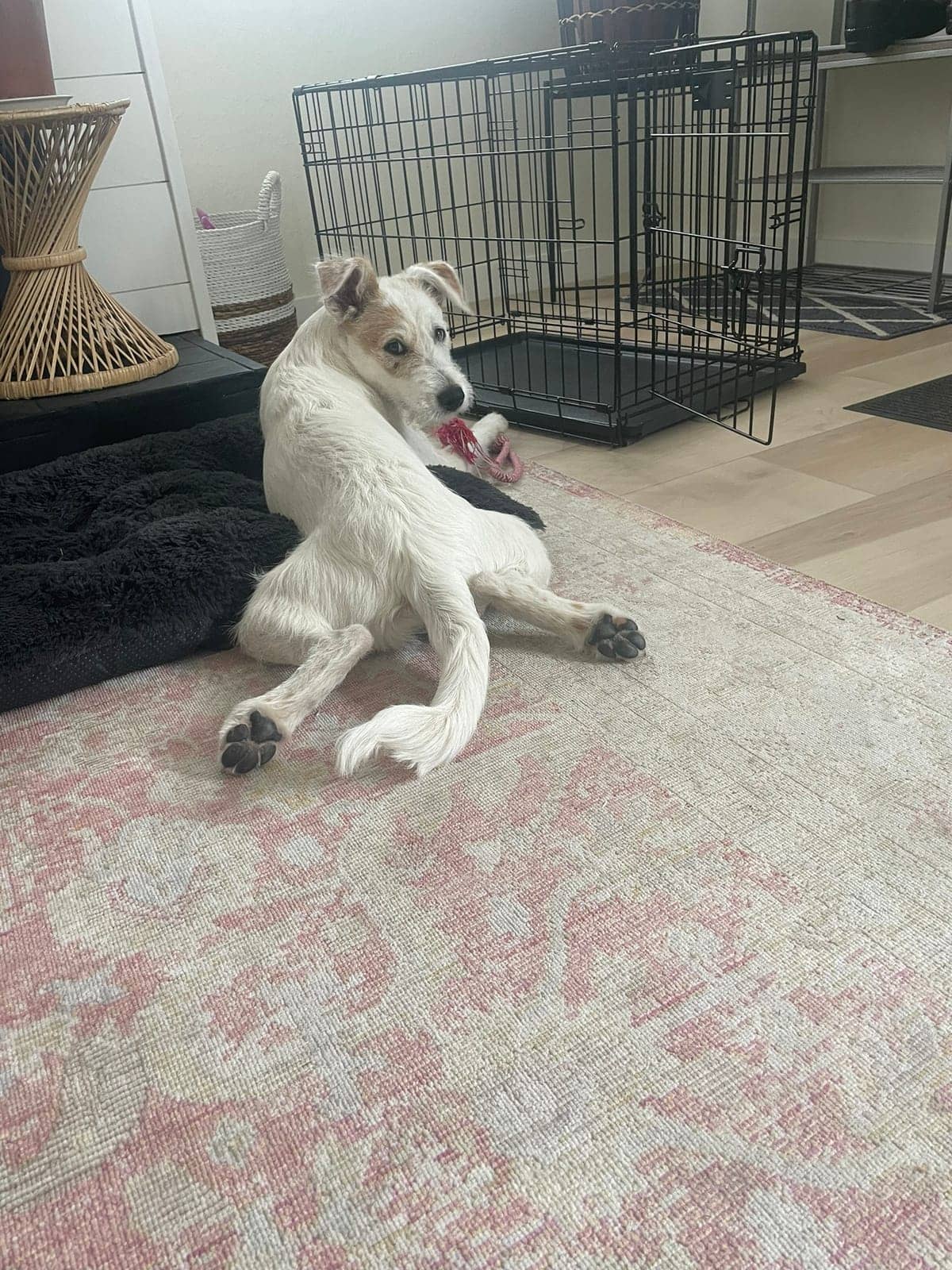 A dog in Cal's care