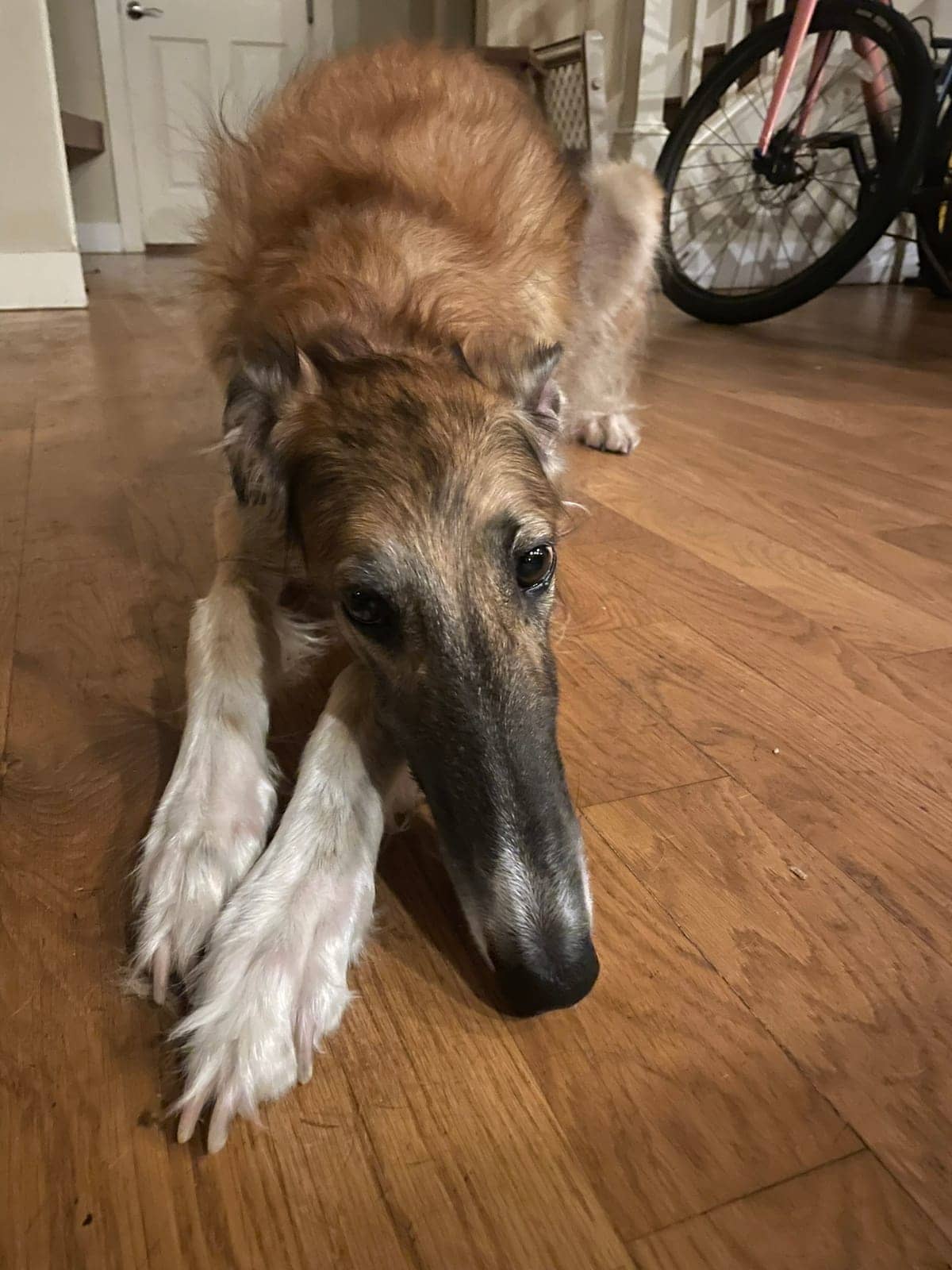 A dog in Cal's care