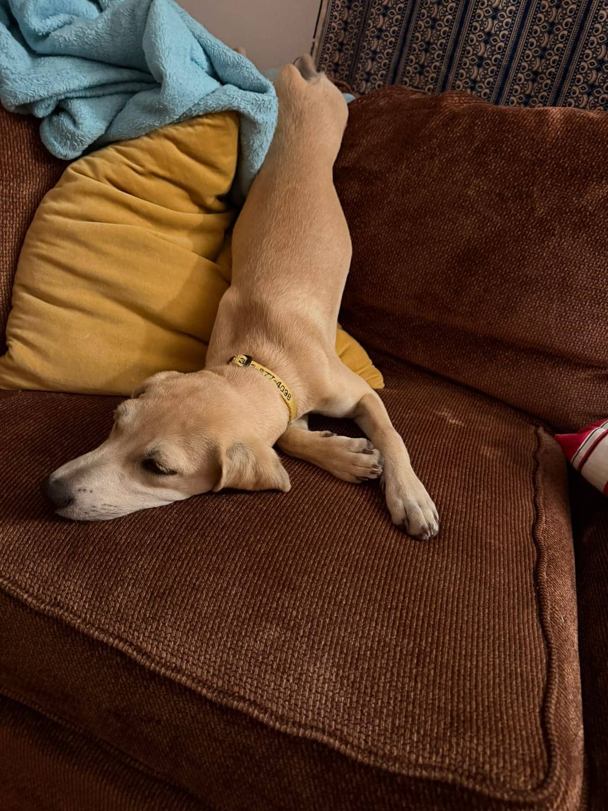 A dog in Cal's care