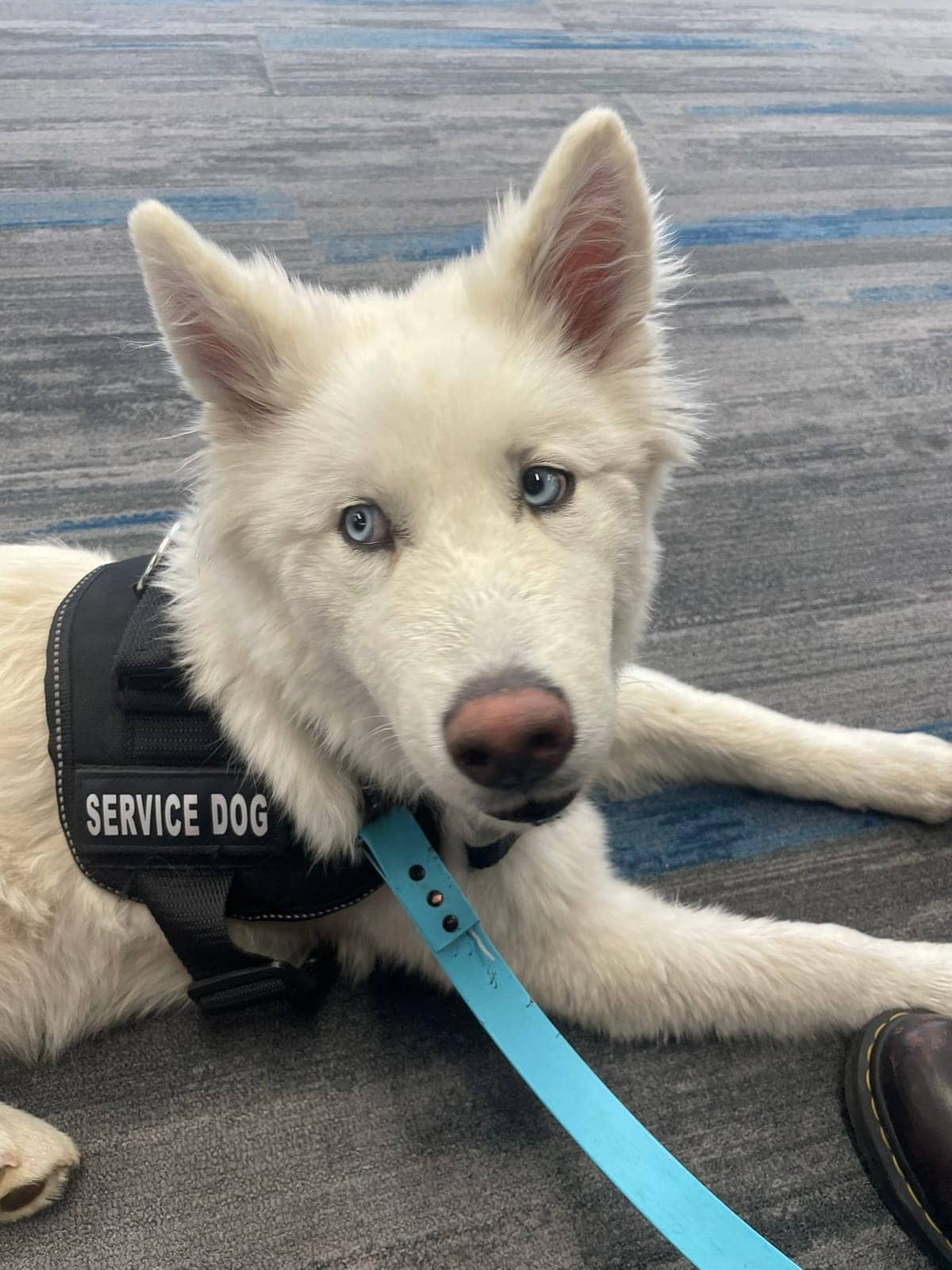A dog in Cal's care