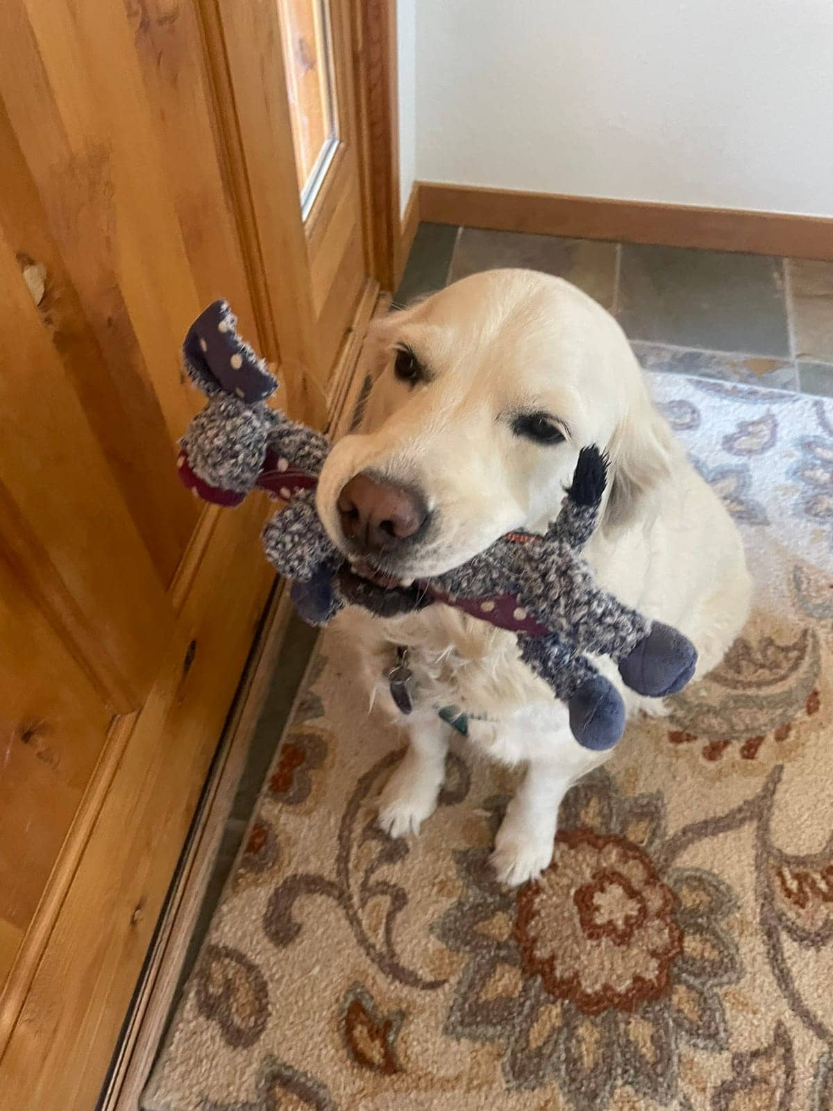 A dog in Cal's care