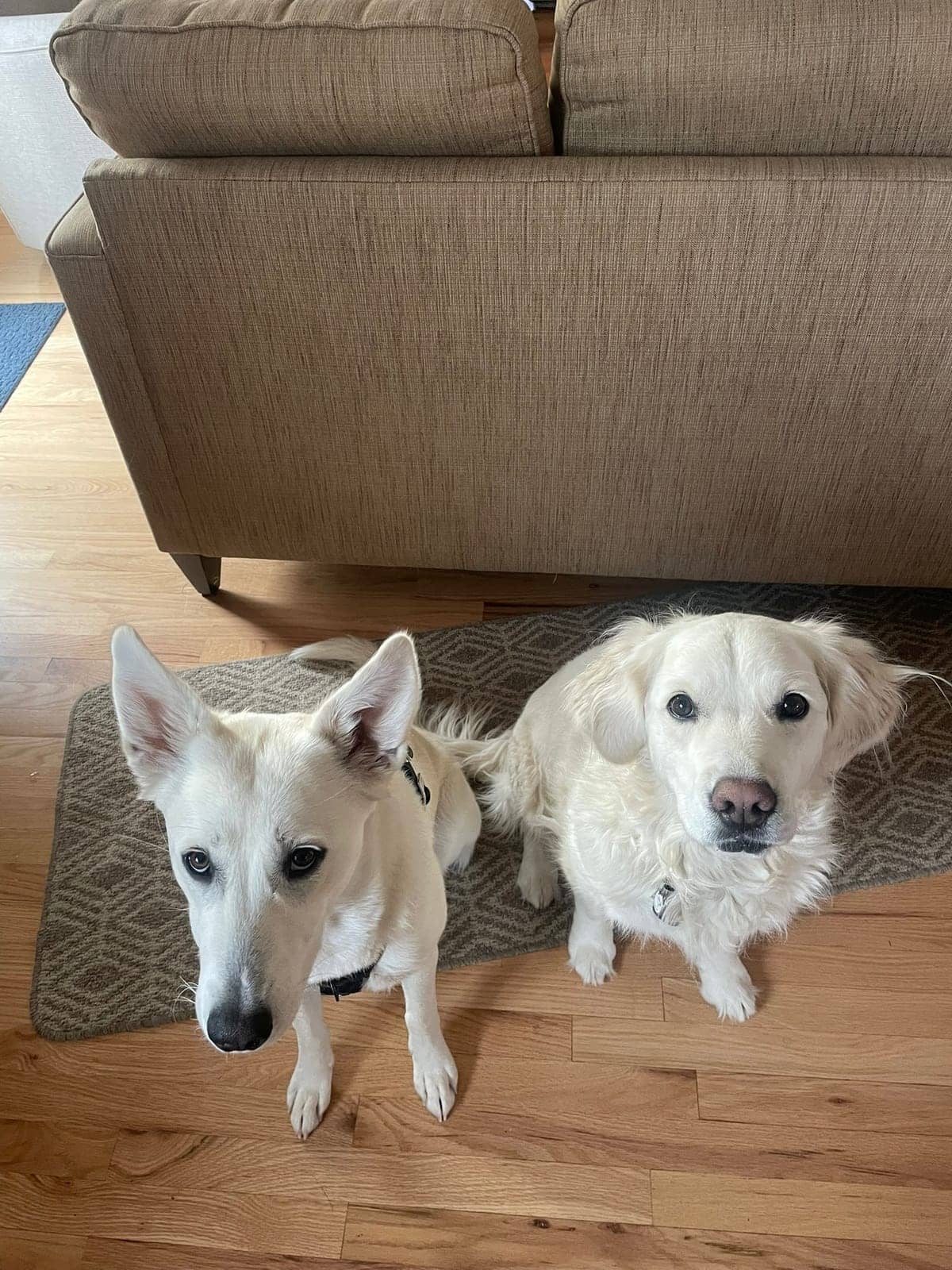 A dog in Cal's care
