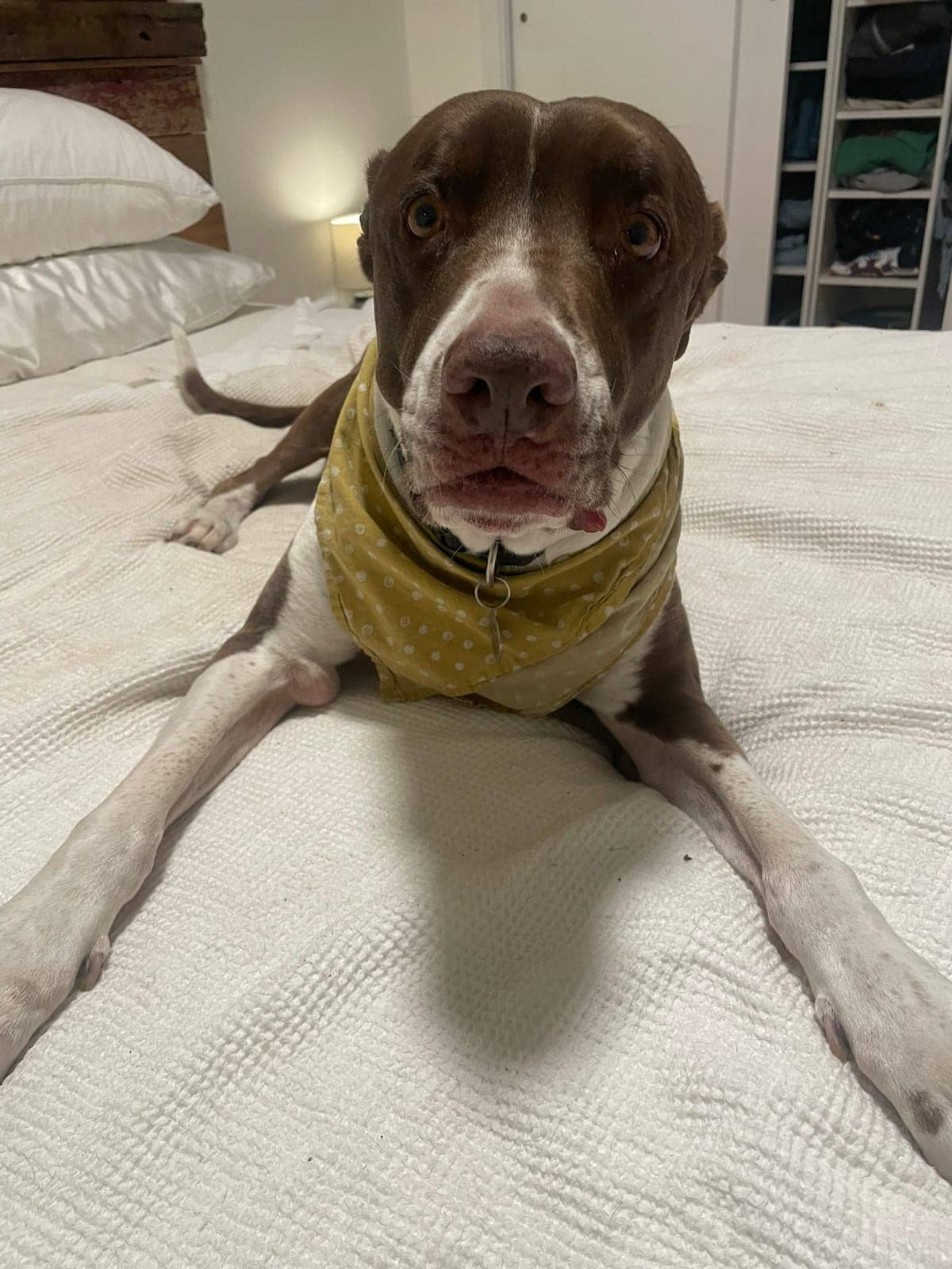 A dog in Cal's care