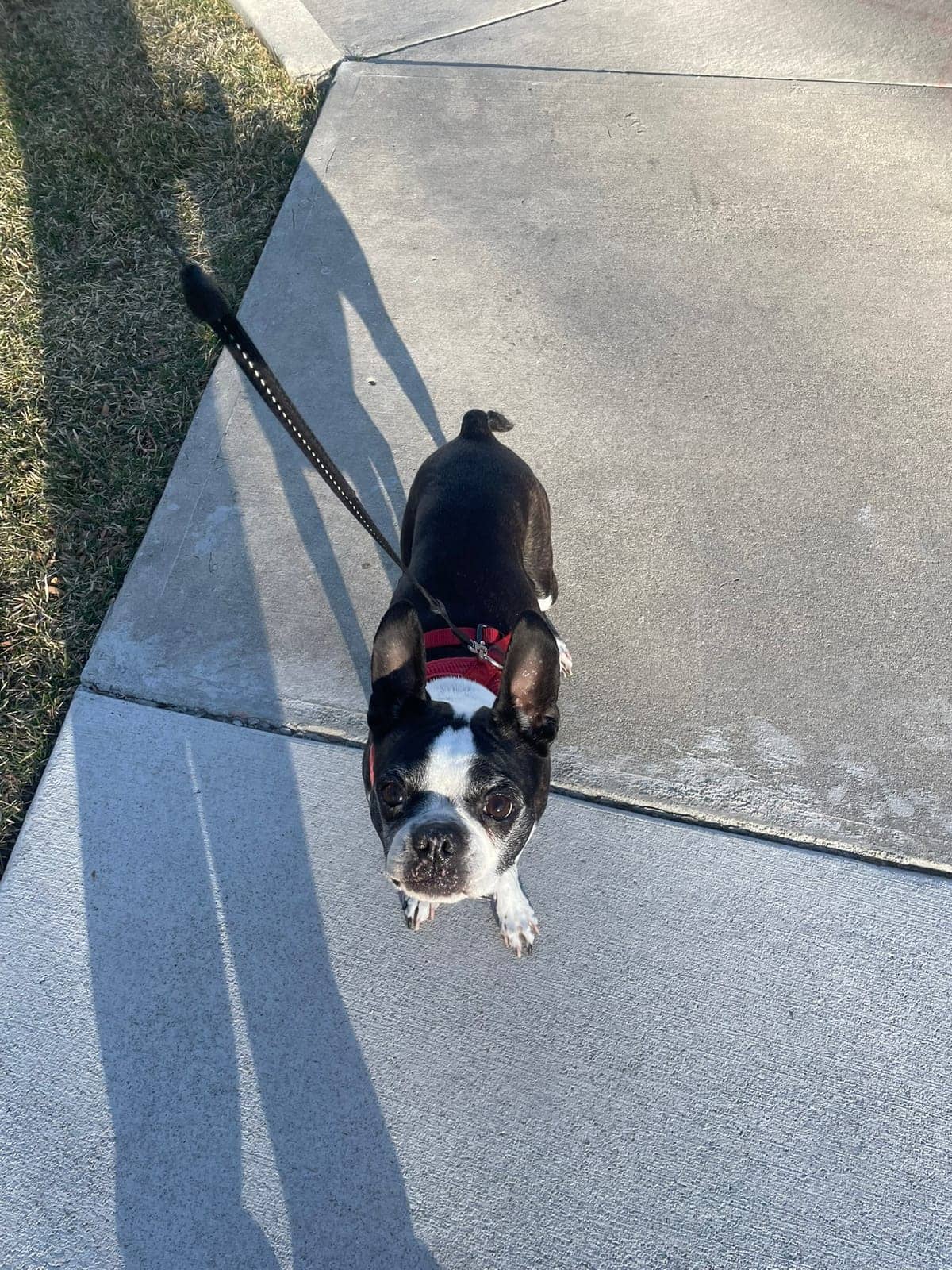 A dog in Cal's care