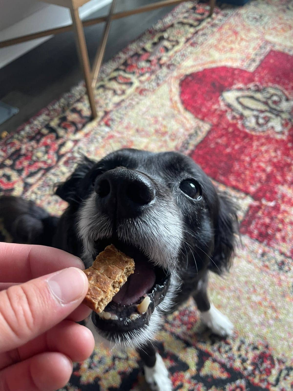 A dog in Cal's care