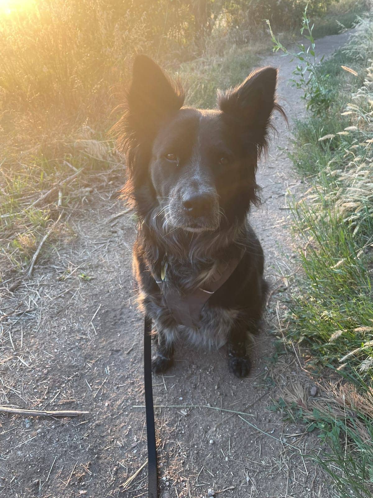 A dog in Cal's care