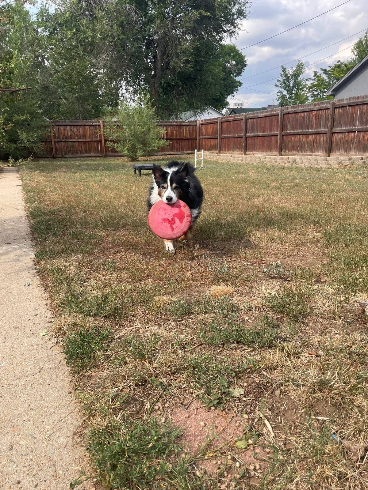A dog in Cal's care